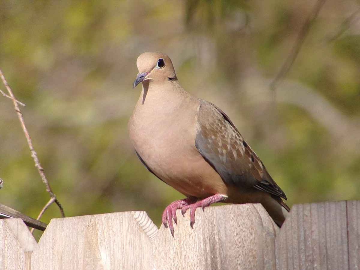 Uzun Kuyruklu Kumru - ML646537375