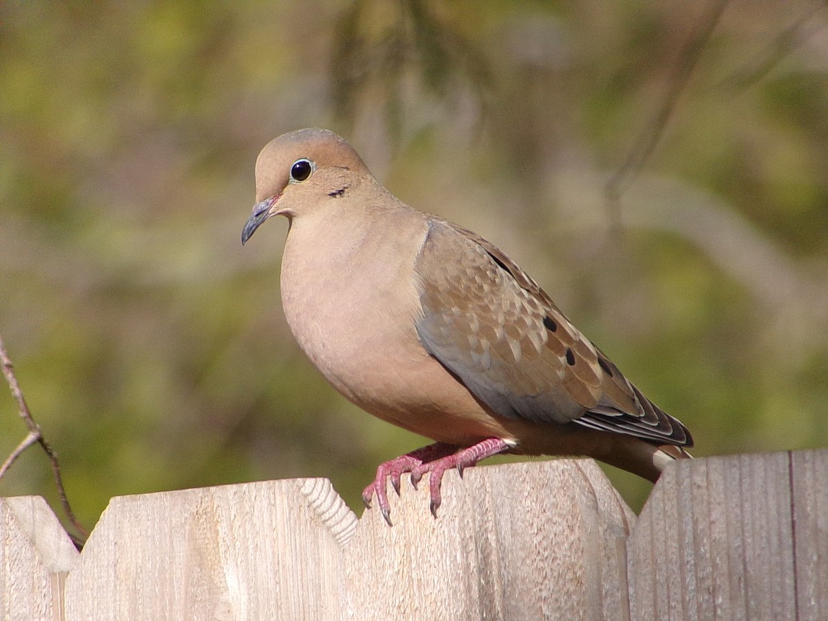 Uzun Kuyruklu Kumru - ML646537376