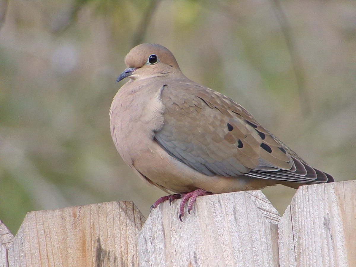 Uzun Kuyruklu Kumru - ML646537377