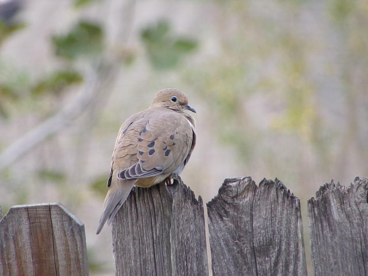 Uzun Kuyruklu Kumru - ML646537378