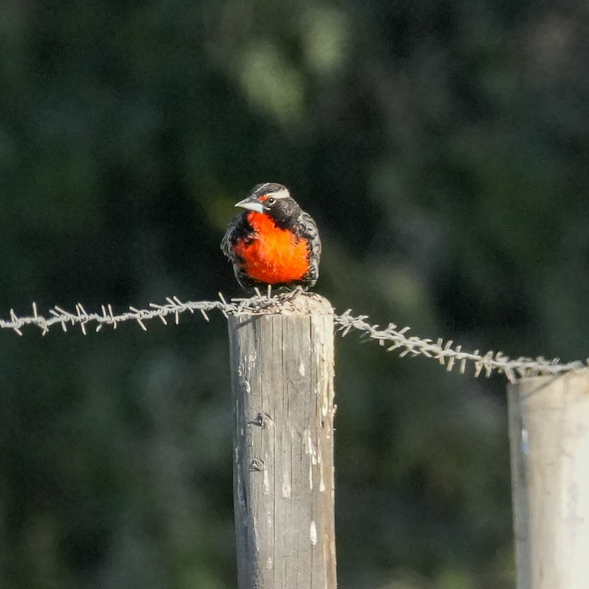 Шпаркос короткохвостий - ML646537380