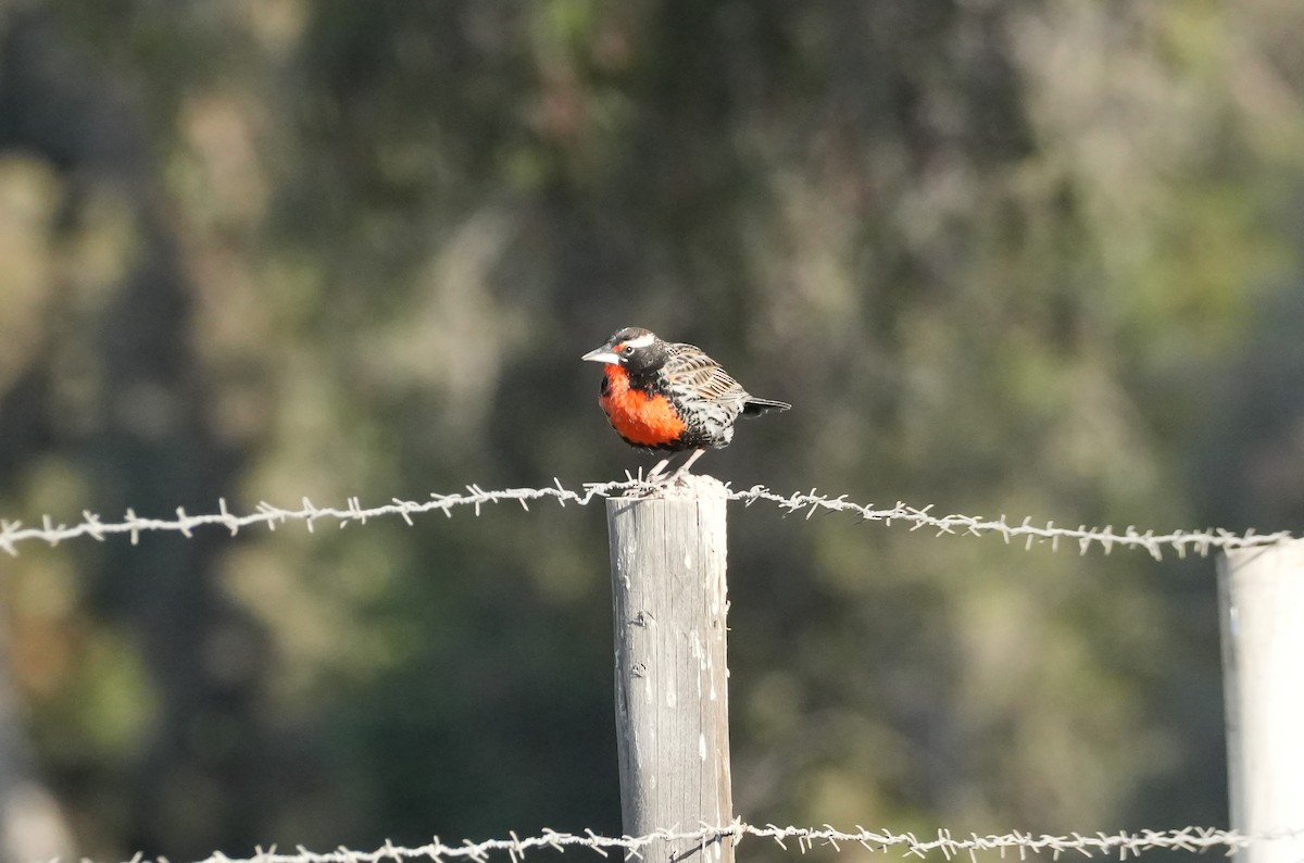 Шпаркос короткохвостий - ML646537381