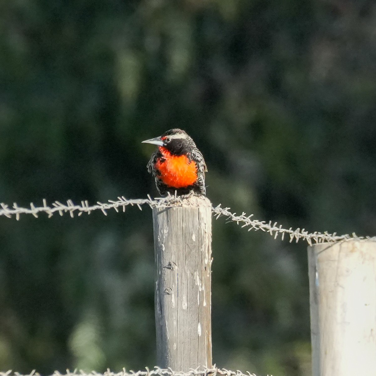 Шпаркос короткохвостий - ML646537382