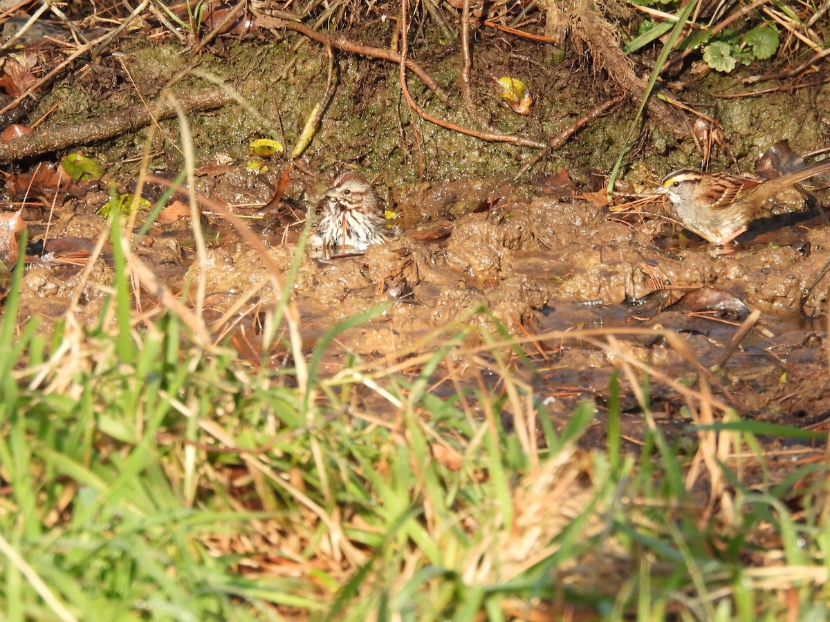 strnadec zpěvný - ML646537383