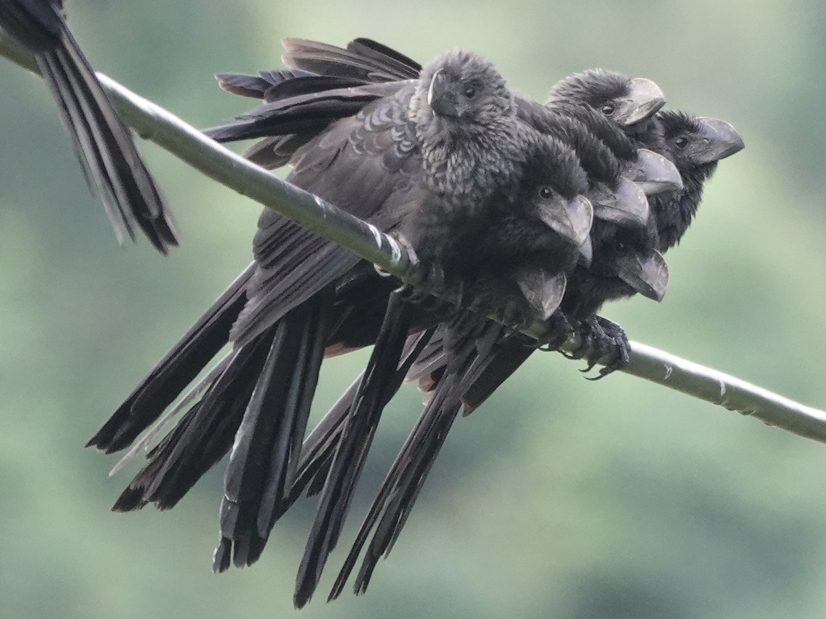 Smooth-billed Ani - ML646537385