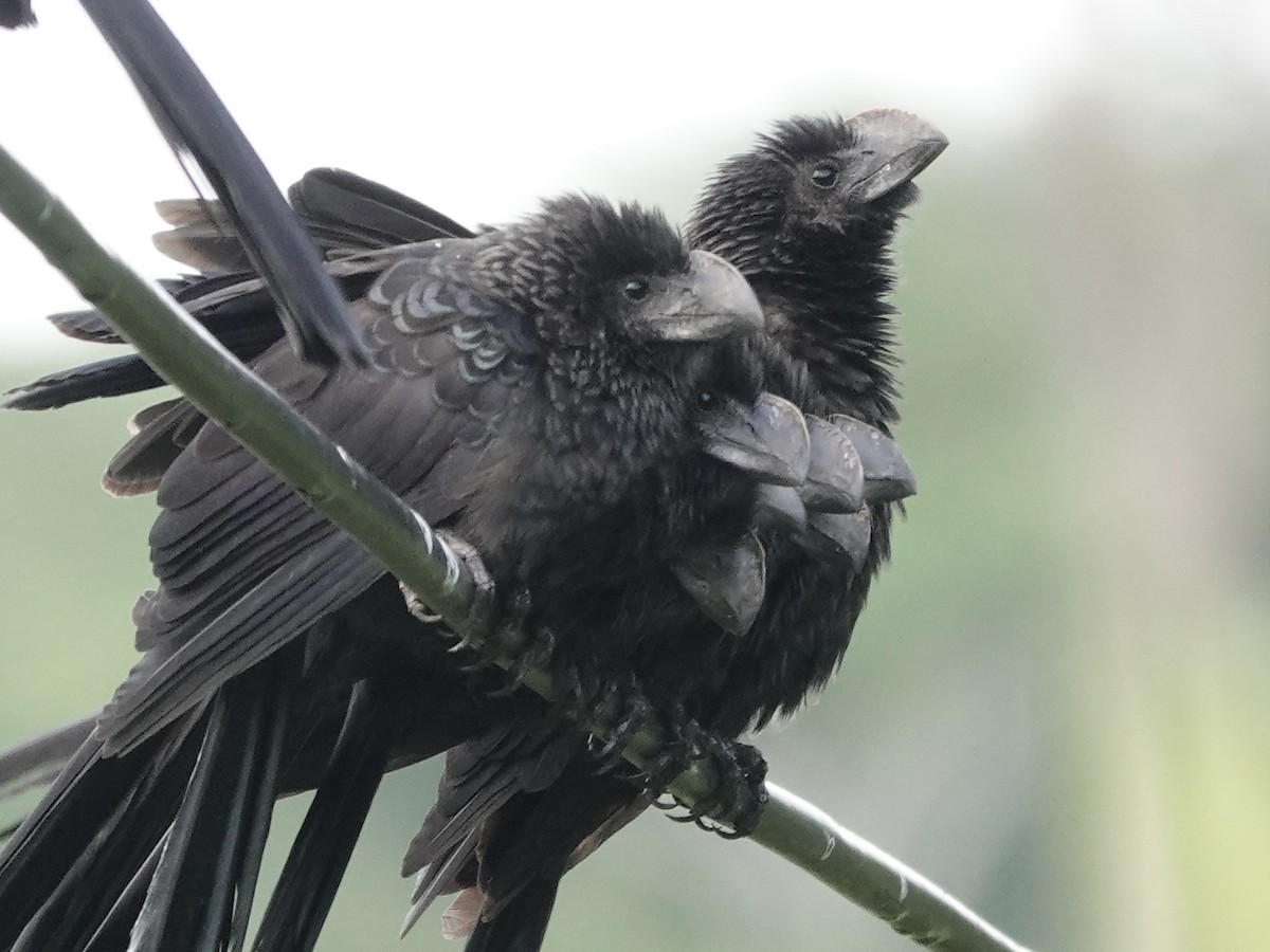 Smooth-billed Ani - ML646537386