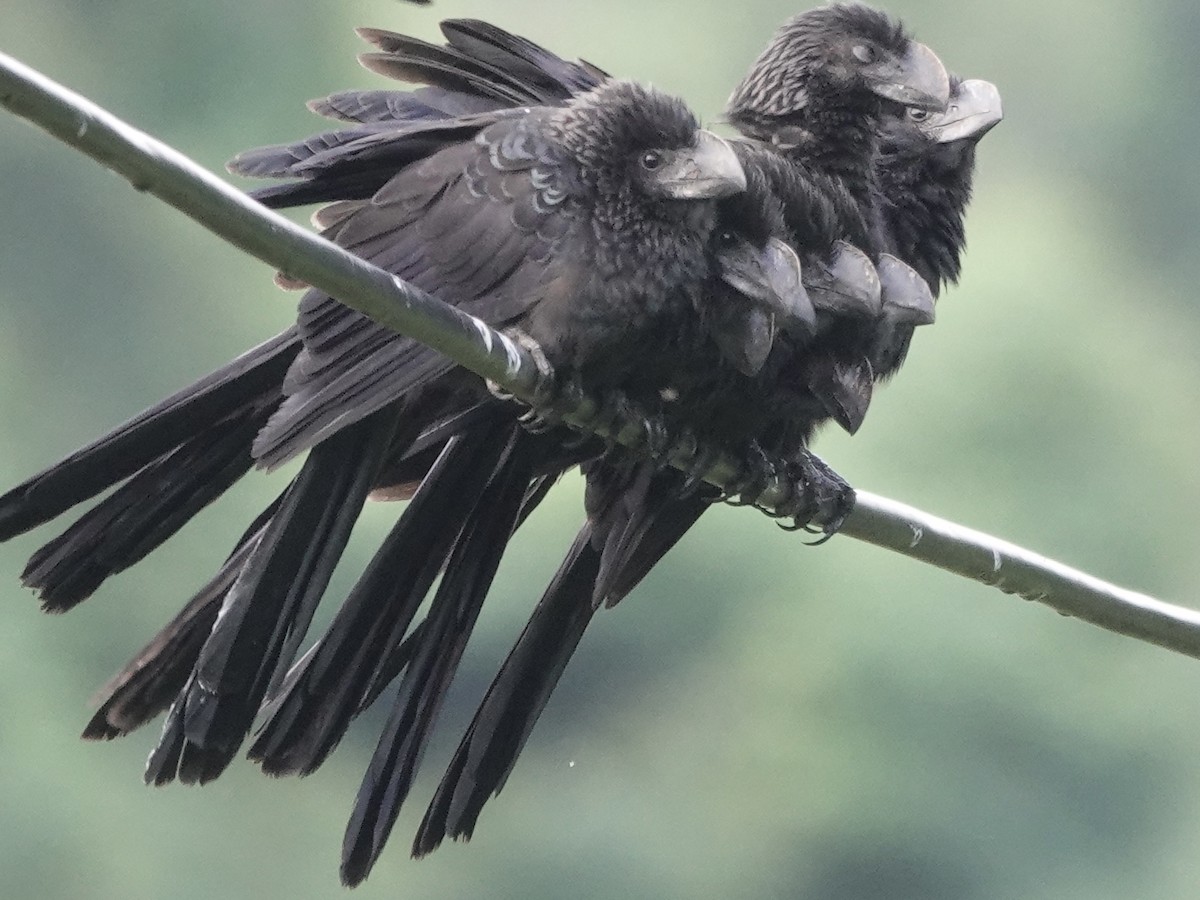 Smooth-billed Ani - ML646537387
