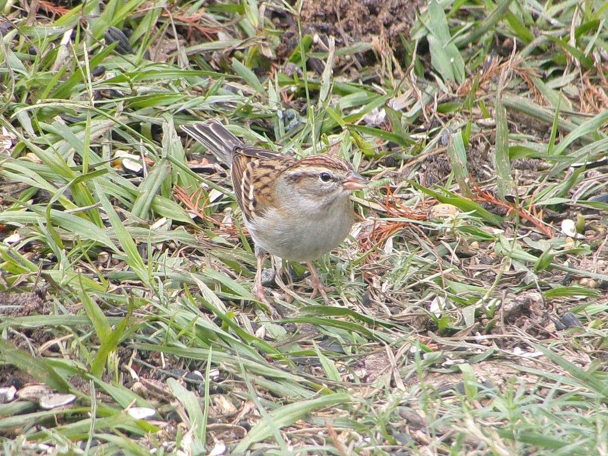 Cırcır Sesli Serçe - ML646537389