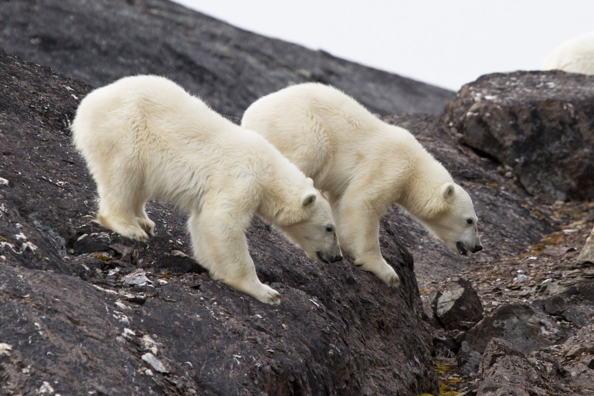 北極熊 - ML646537391