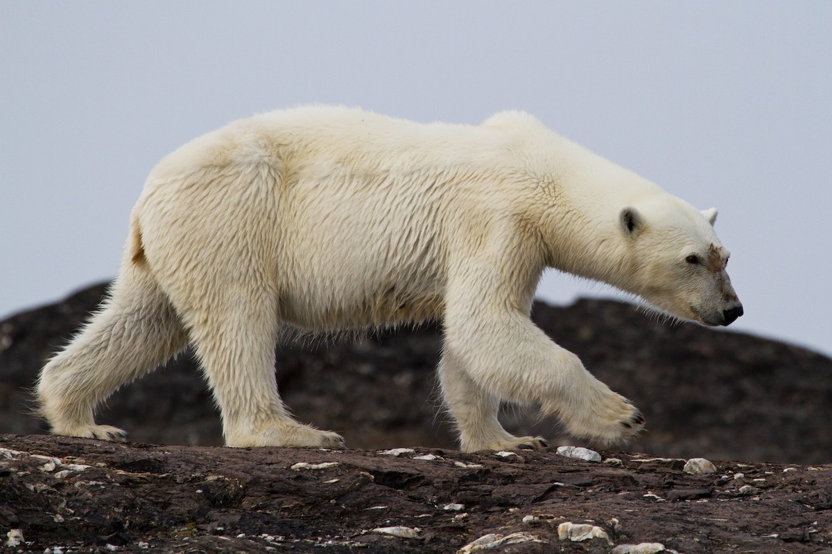 北極熊 - ML646537392