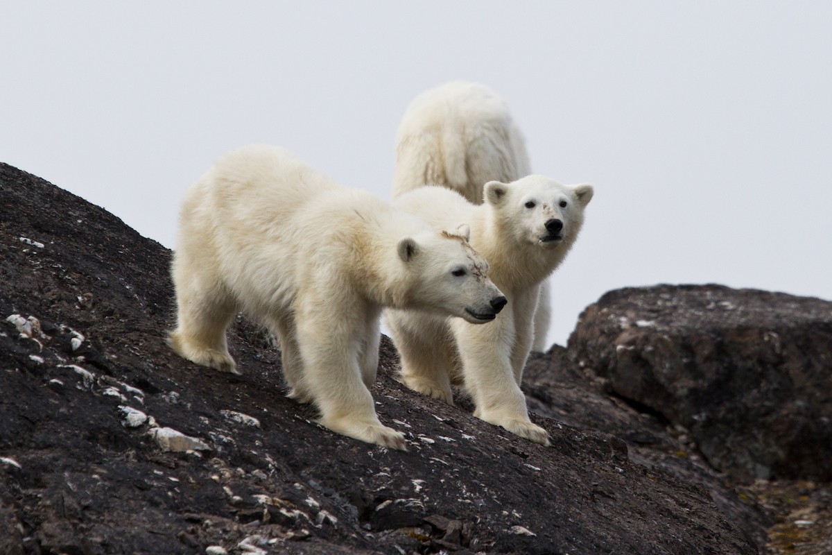 北極熊 - ML646537395