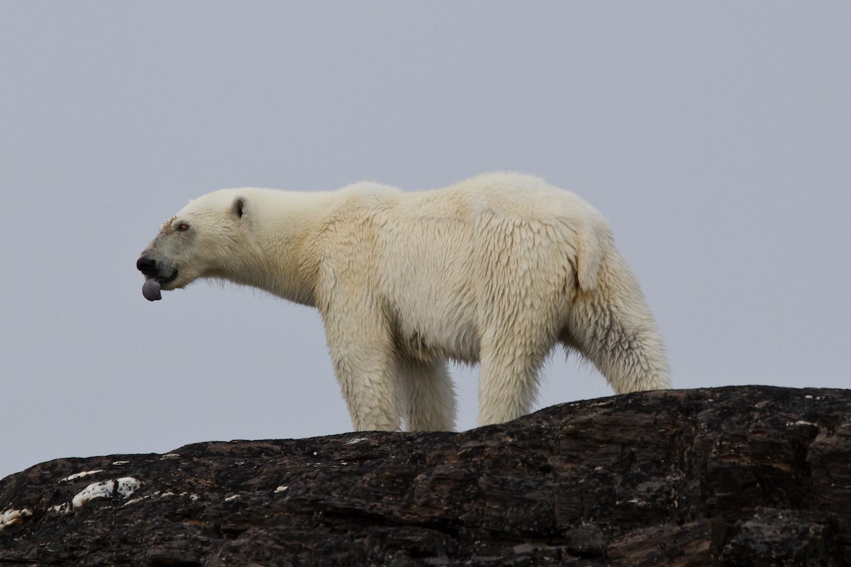 北極熊 - ML646537397