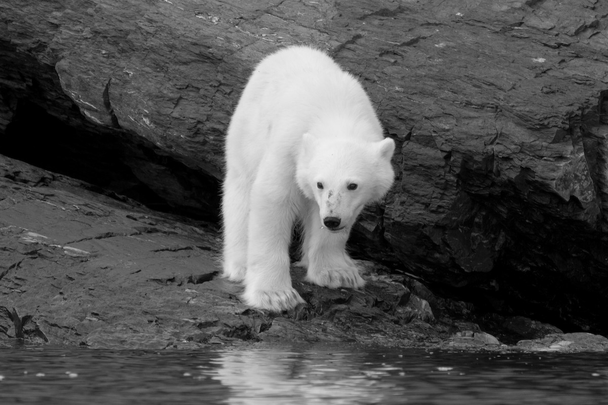 北極熊 - ML646537399