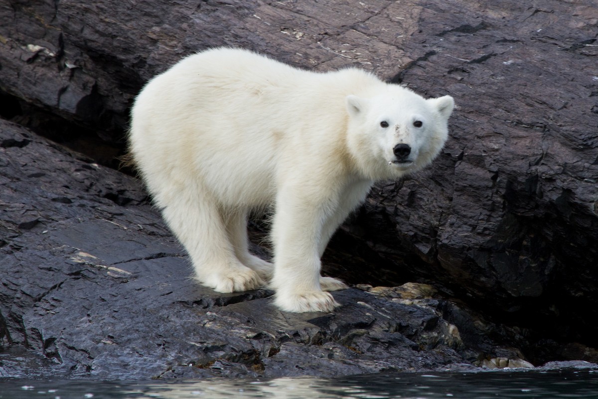 北極熊 - ML646537400