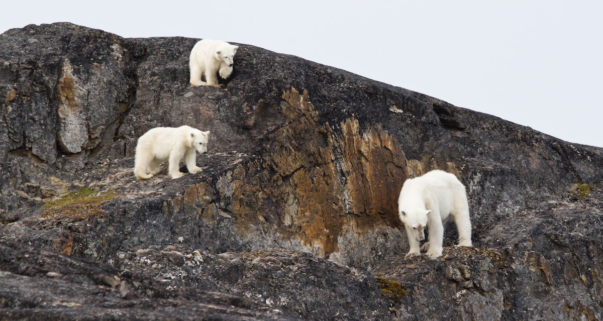 北極熊 - ML646537401