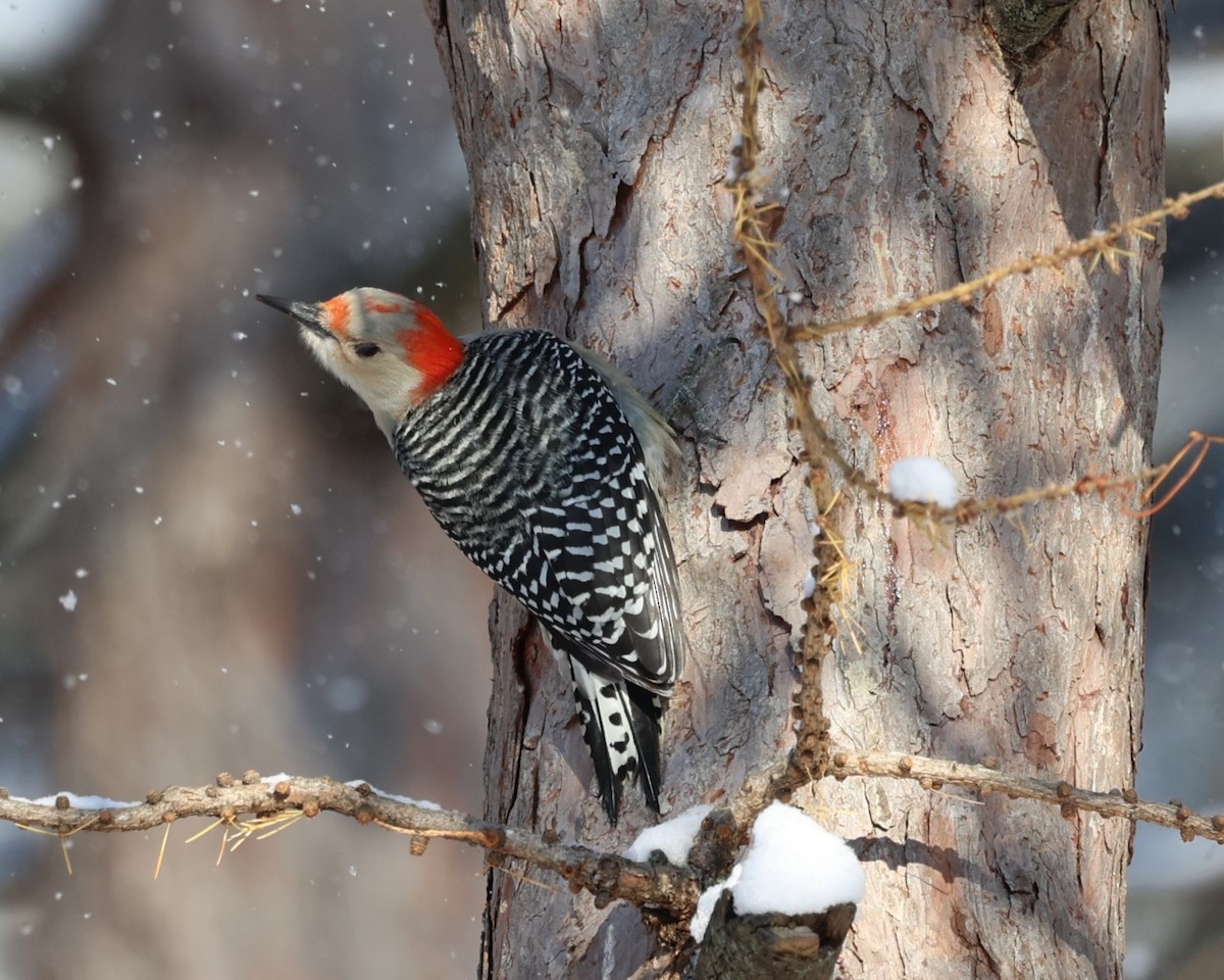 Red-bellied Woodpecker - ML646537405
