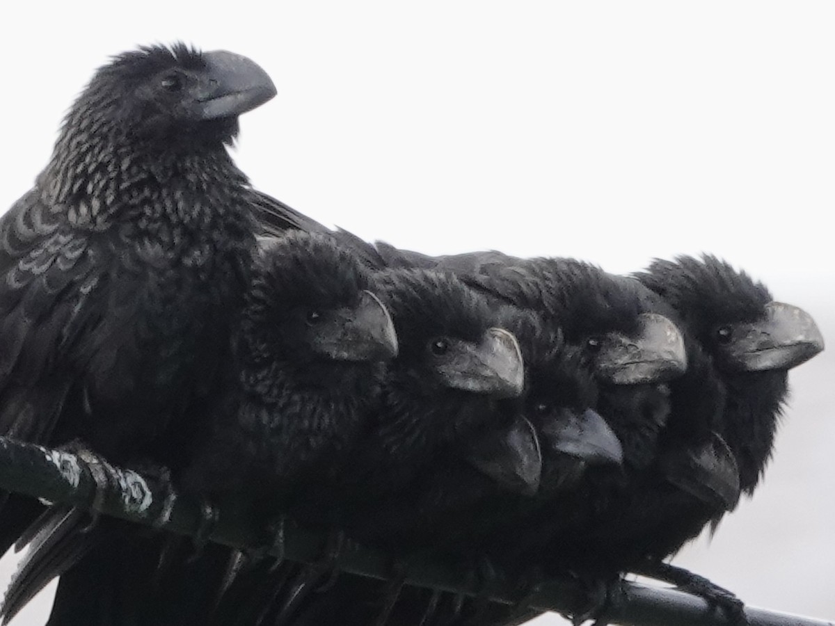 Smooth-billed Ani - ML646537406