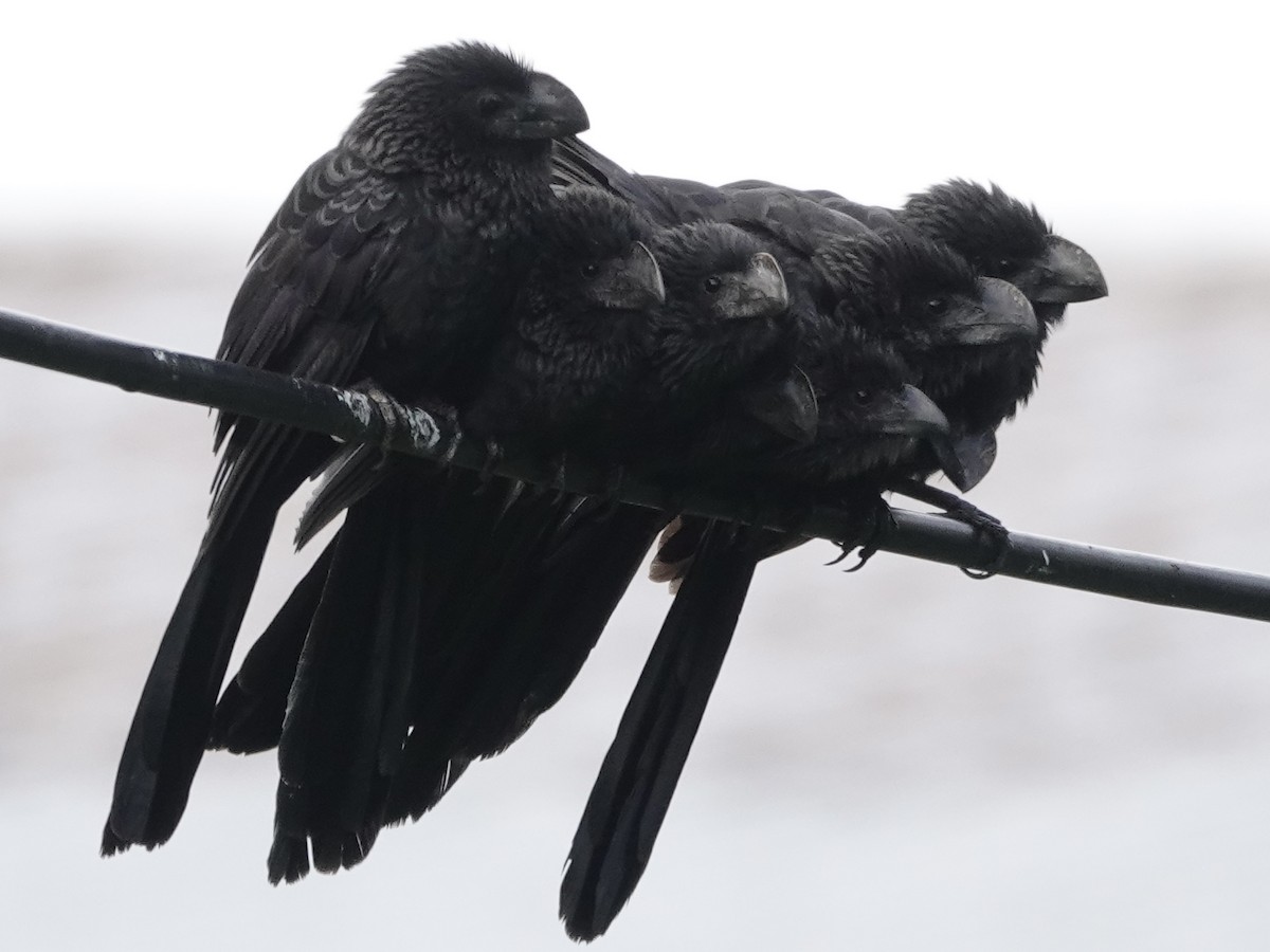Smooth-billed Ani - ML646537407