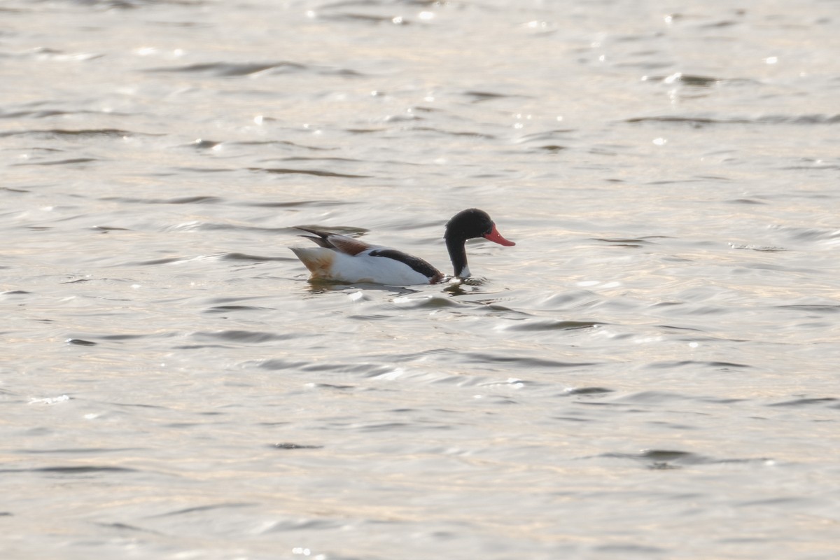 Common Shelduck - ML646537408