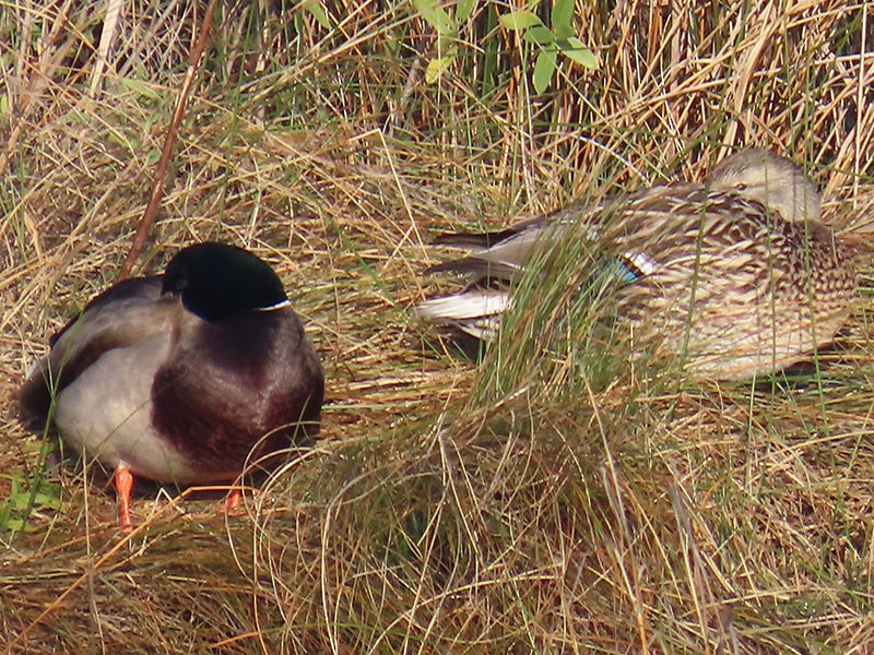ברכיה - ML646537409