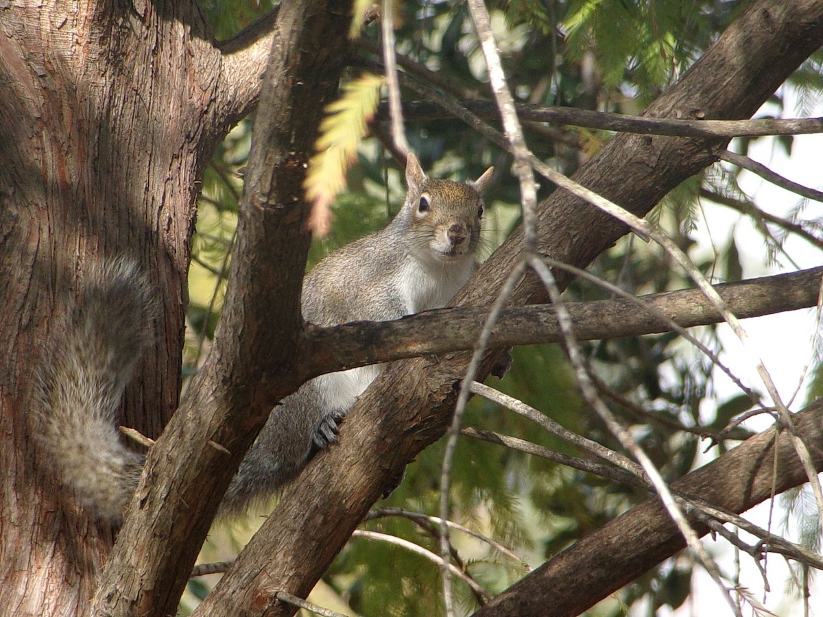 Boz Sincap - ML646537410