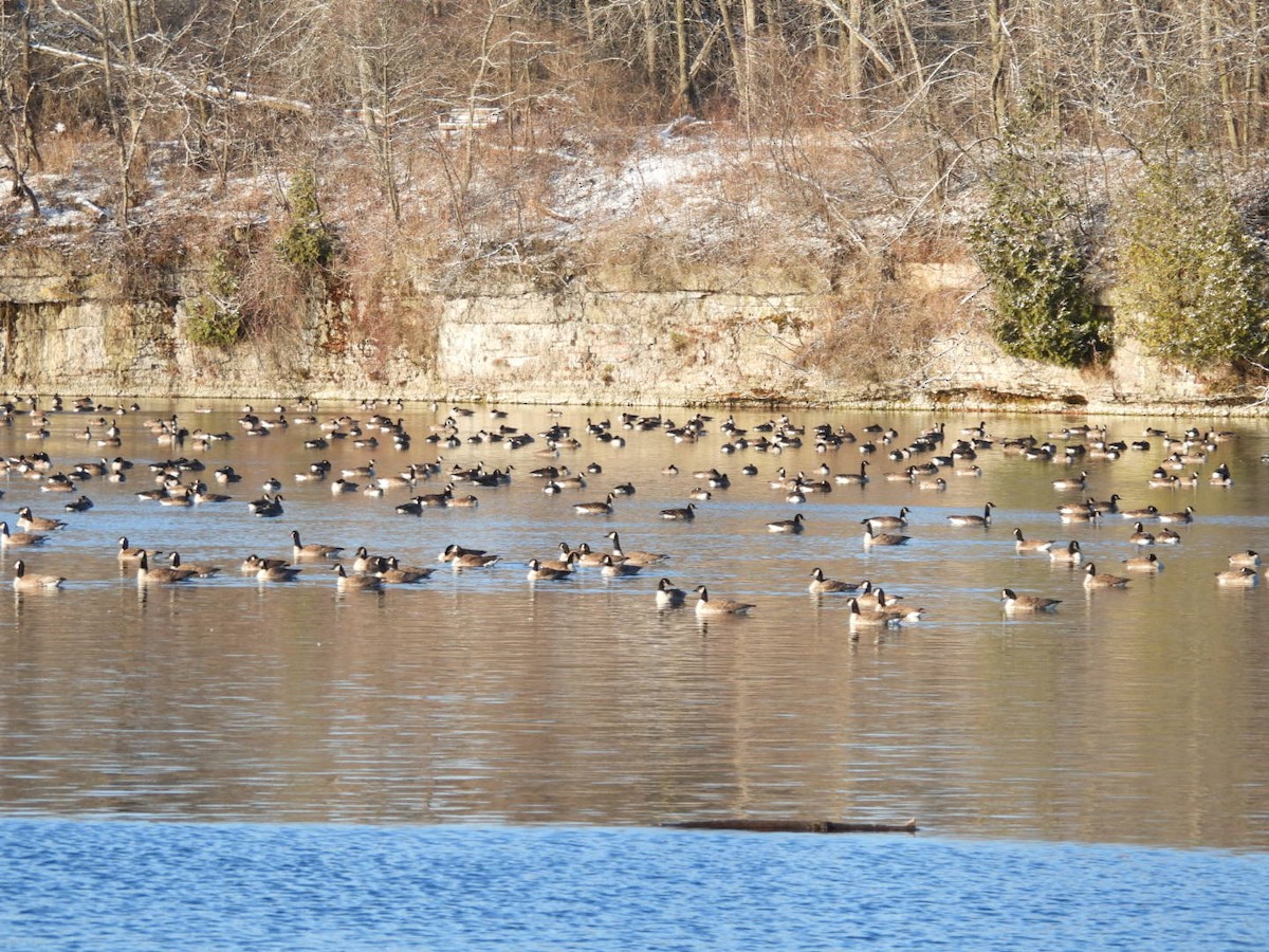 Kanada Kazı - ML646537412