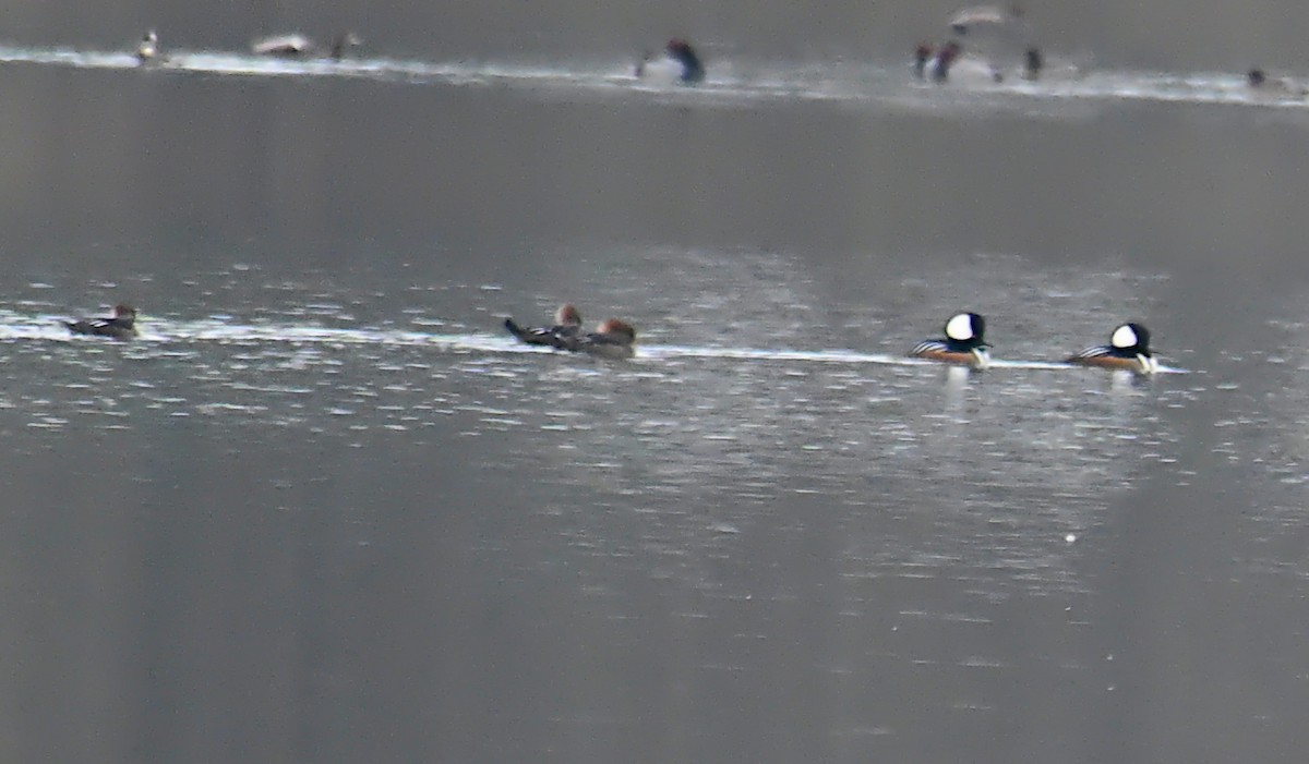 Hooded Merganser - ML646537414