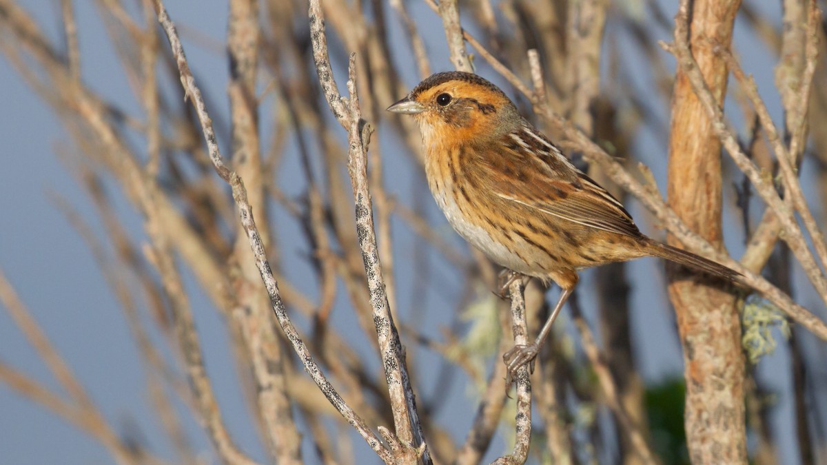 Багновець блідий - ML646537419