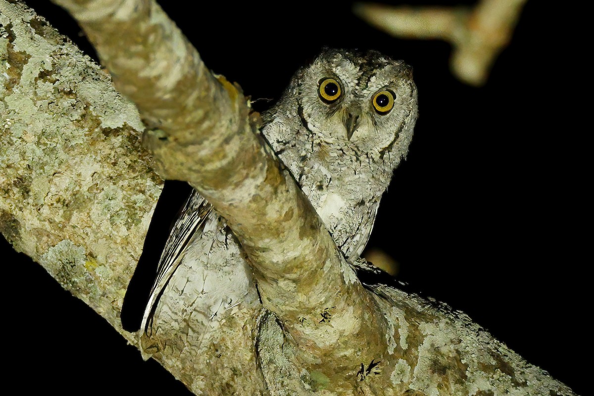 African Scops-Owl - ML646537423