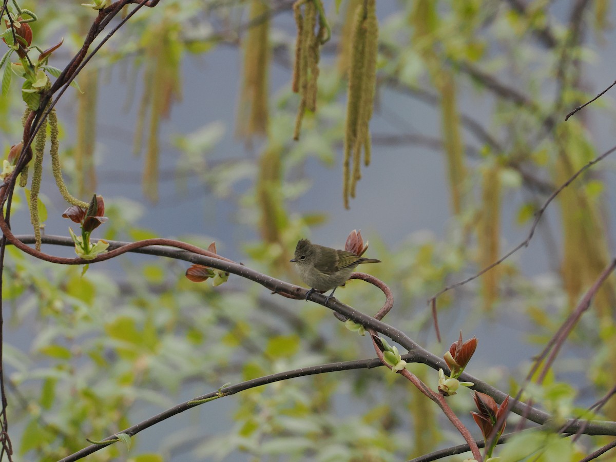 Yellow-browed Tit - ML646537424