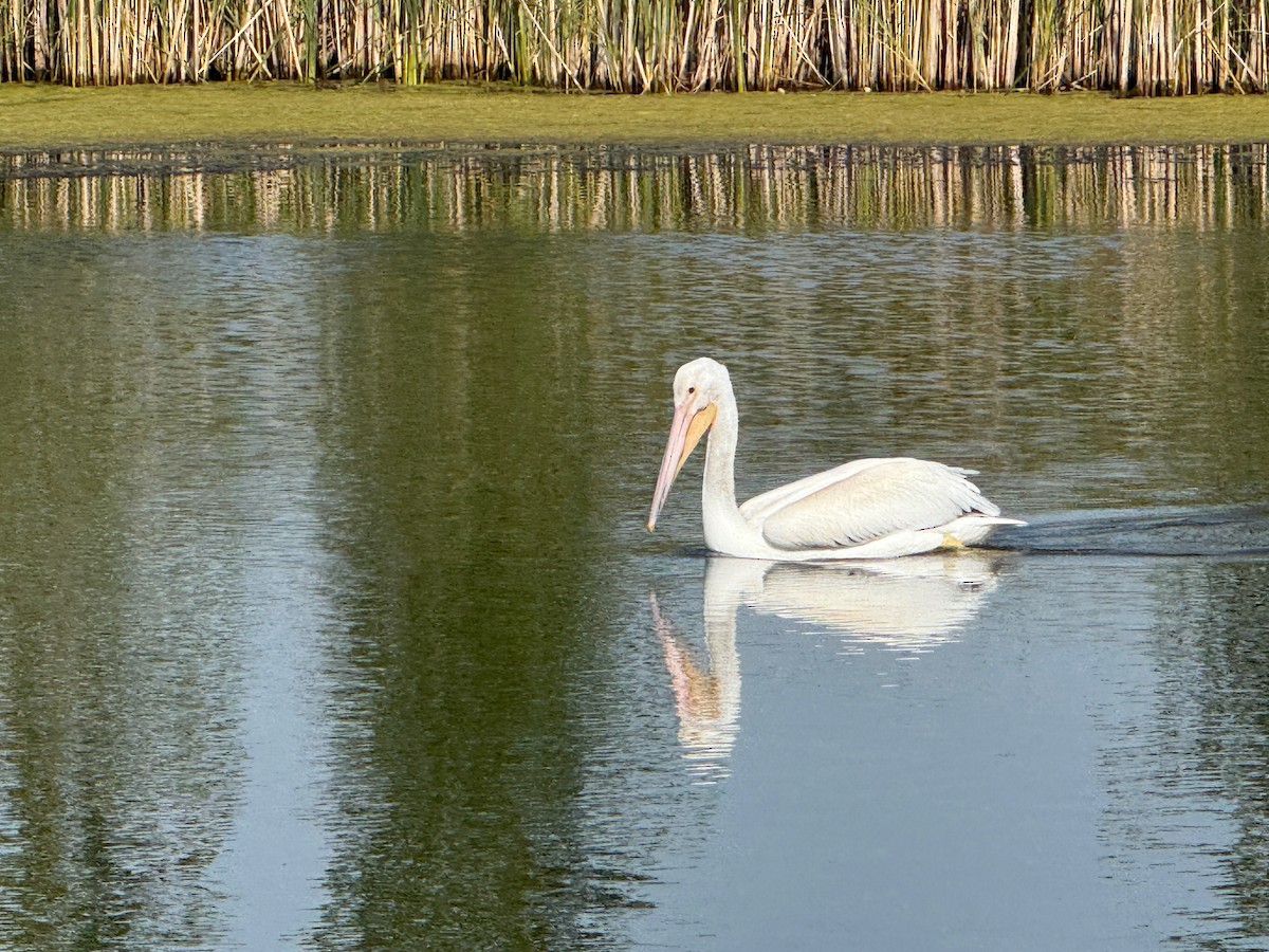 American White Pelican - ML646537426