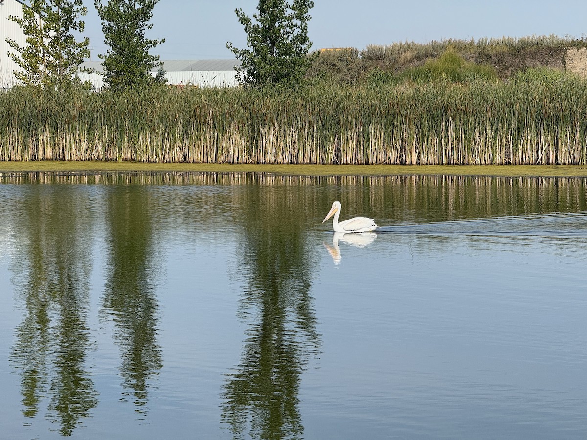 American White Pelican - ML646537427