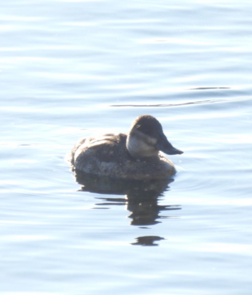 Amerika Dikkuyruğu - ML646537431