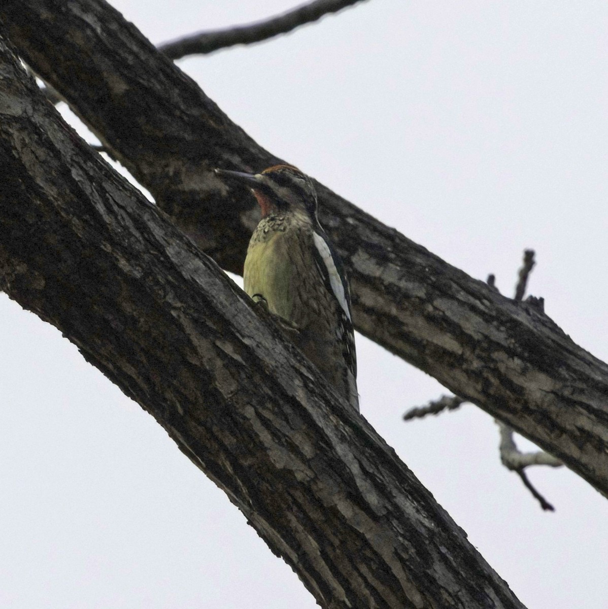 Yellow-bellied Sapsucker - ML646537432
