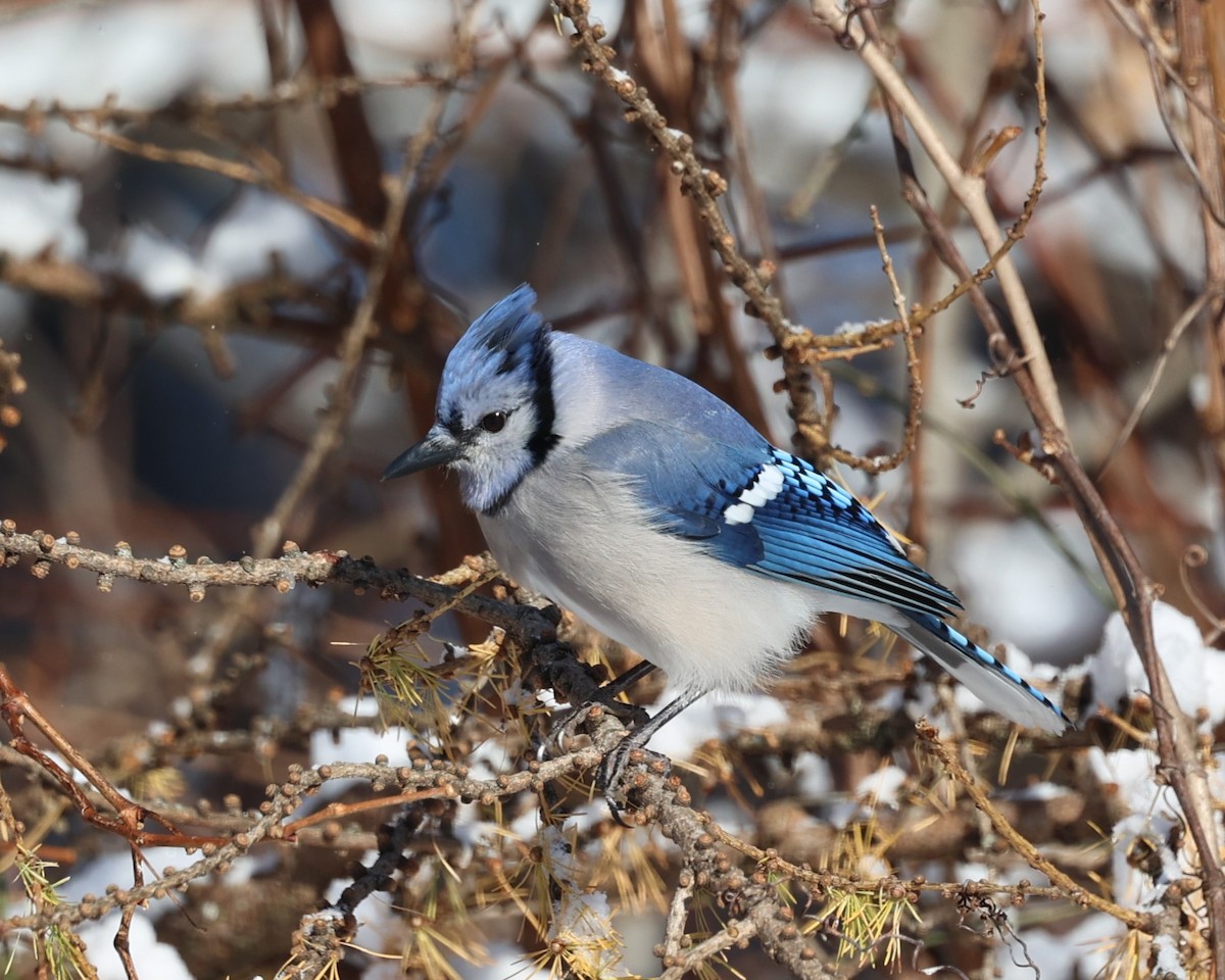 Blue Jay - ML646537433
