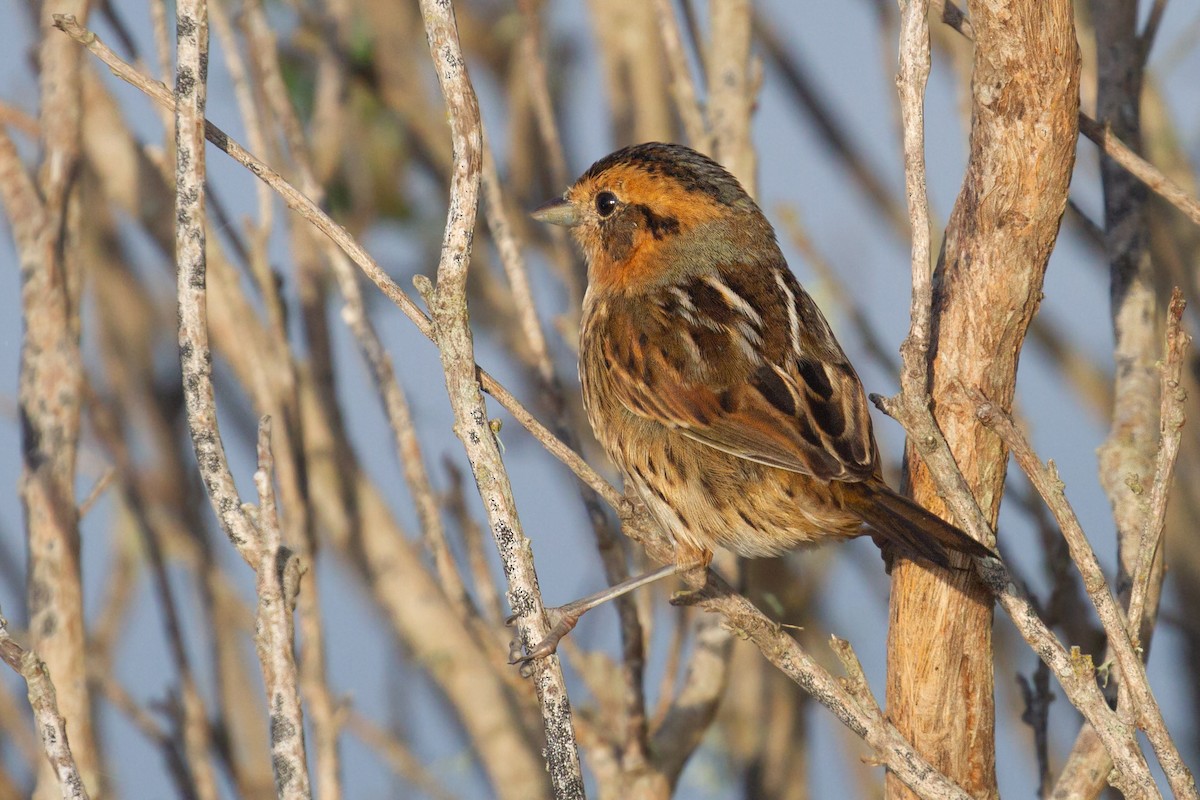 Багновець блідий - ML646537434