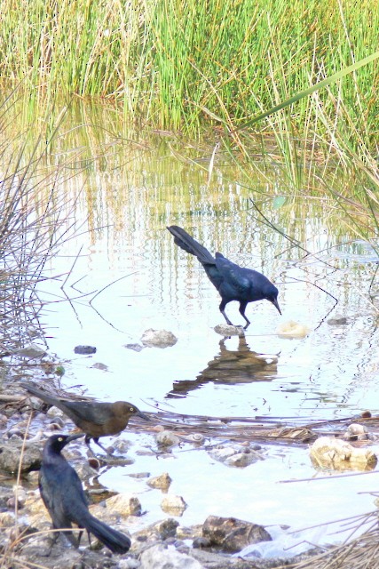 vlhovec velkoocasý - ML646537435