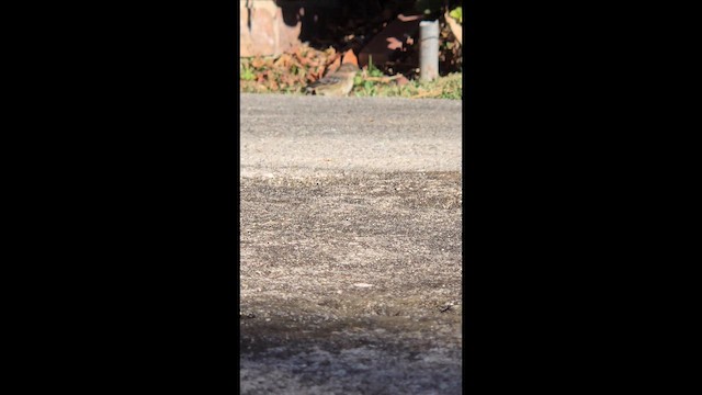 Taçlı Ötleğen - ML646537436