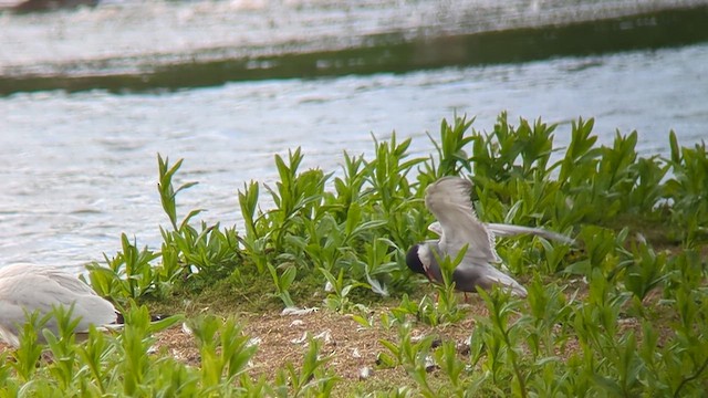 Bıyıklı Sumru - ML646537437