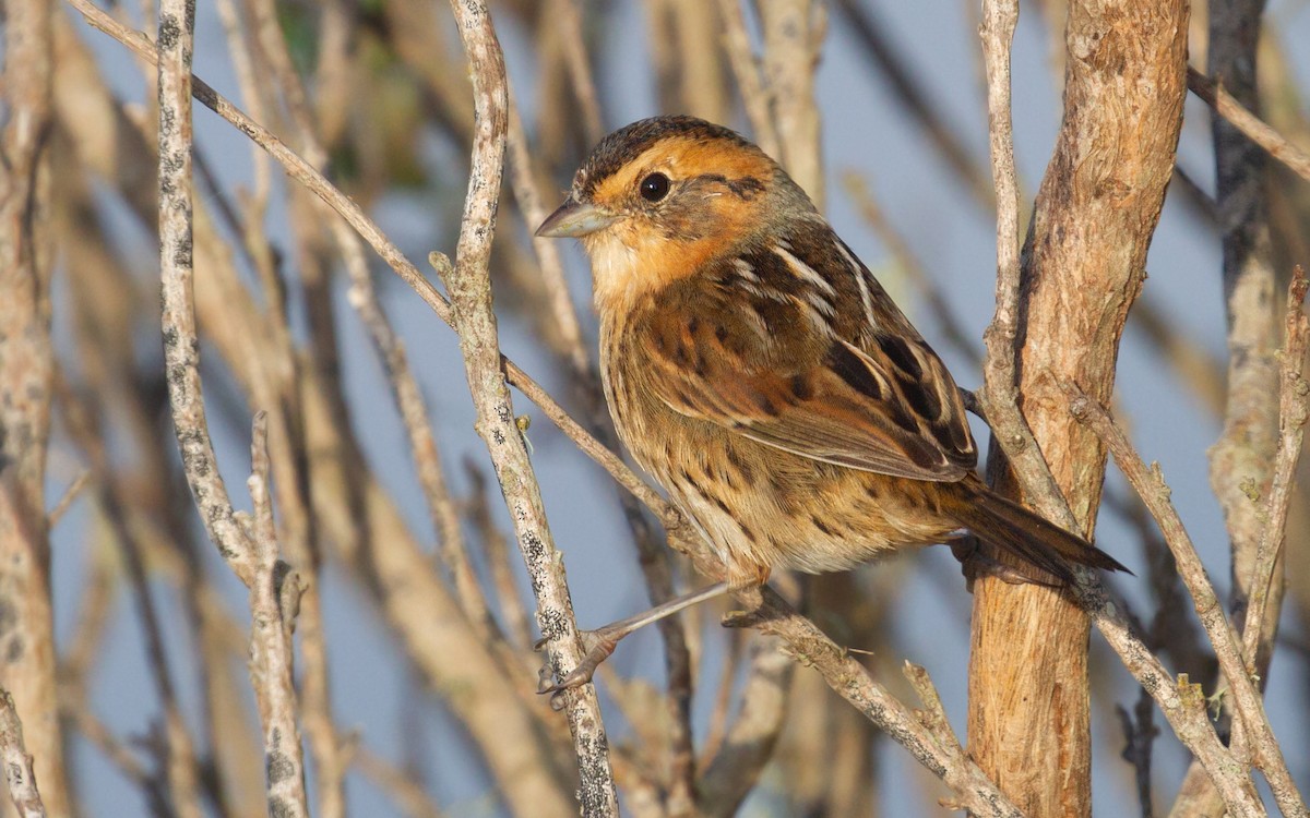 Багновець блідий - ML646537440