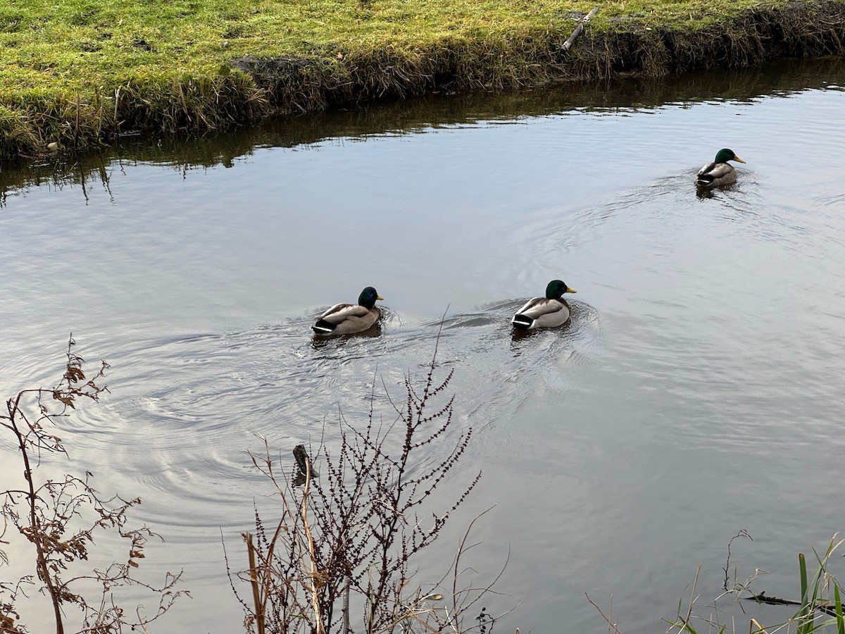 Ánade Azulón - ML646537441