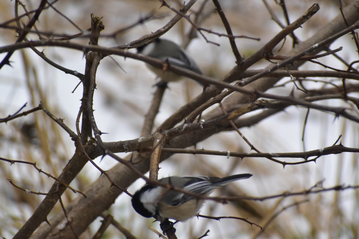 Black-capped Chickadee - ML646537443