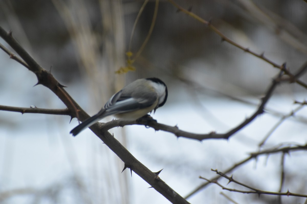 Black-capped Chickadee - ML646537444