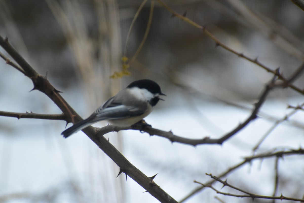 Black-capped Chickadee - ML646537445