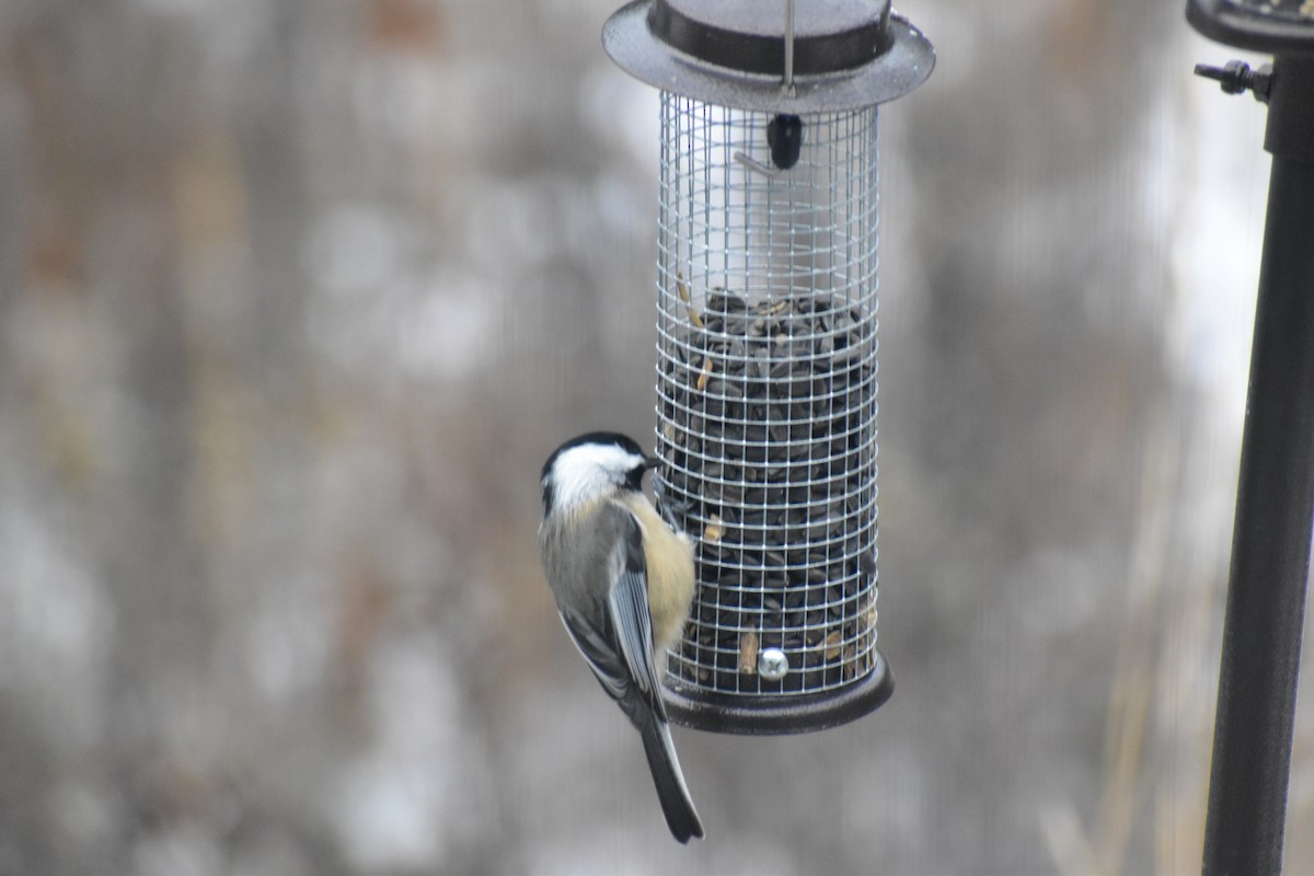 Black-capped Chickadee - ML646537446