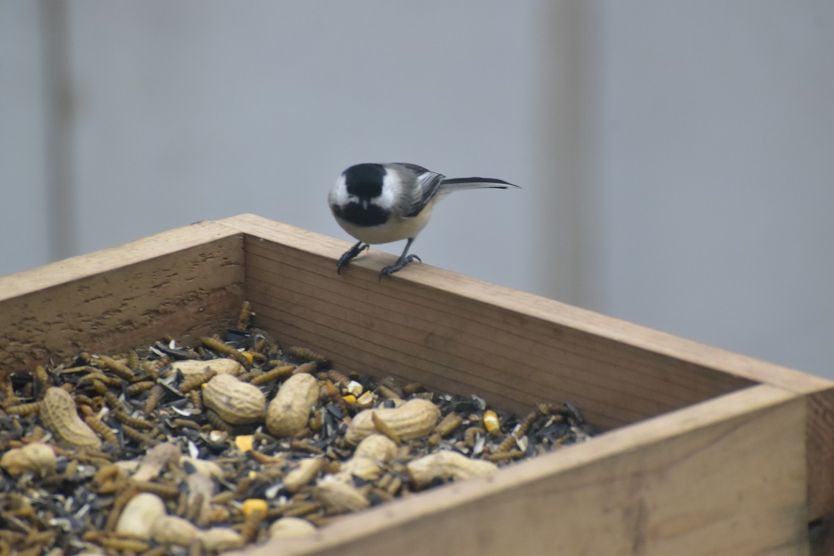 Black-capped Chickadee - ML646537447