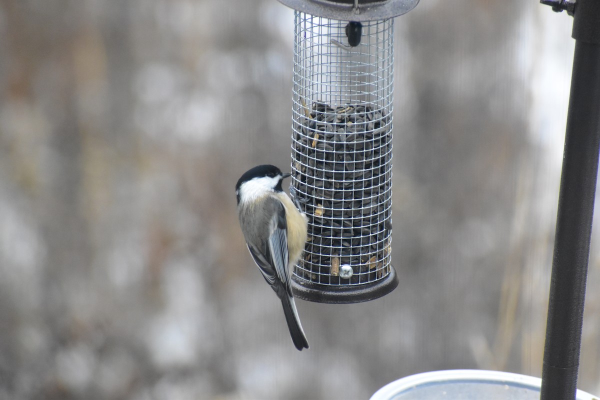 Black-capped Chickadee - ML646537448