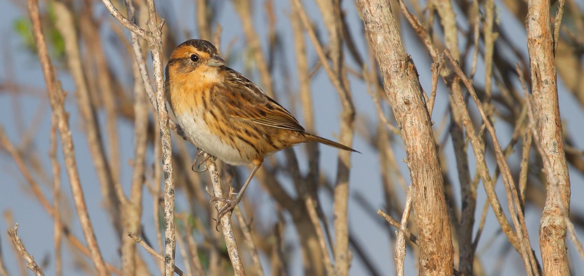 Багновець блідий - ML646537449