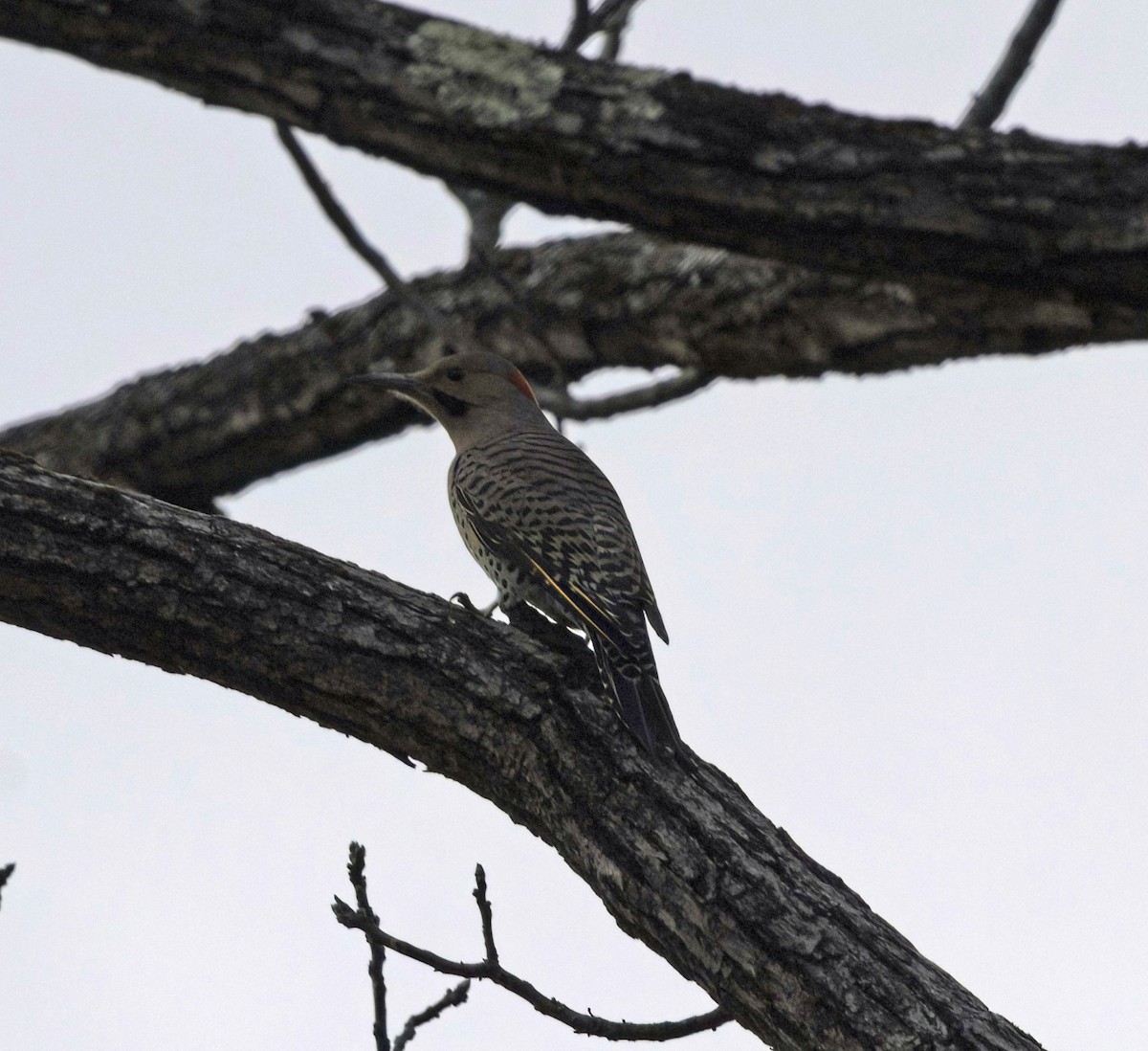 Northern Flicker - ML646537450