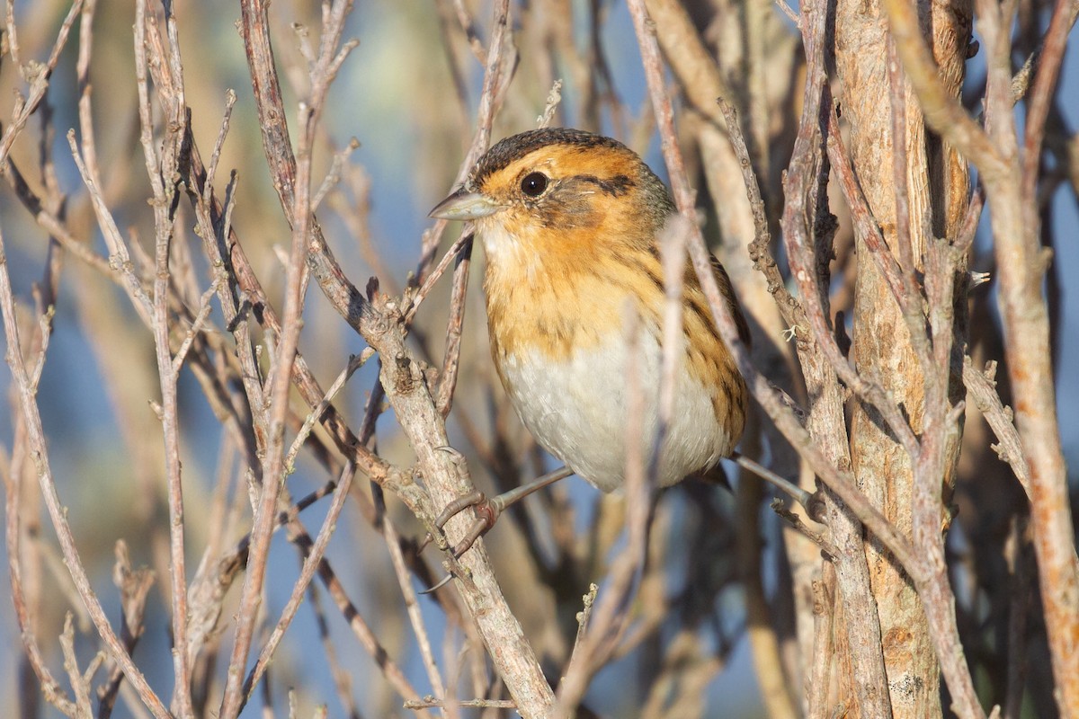 Багновець блідий - ML646537451